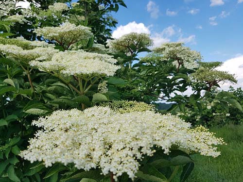 Weiße Holunderblüten im Garten