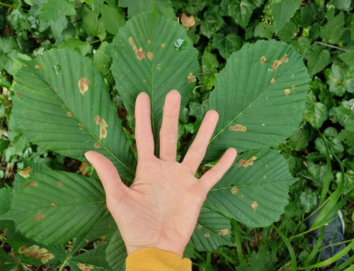 Nachhaltiges Naturerlebnis