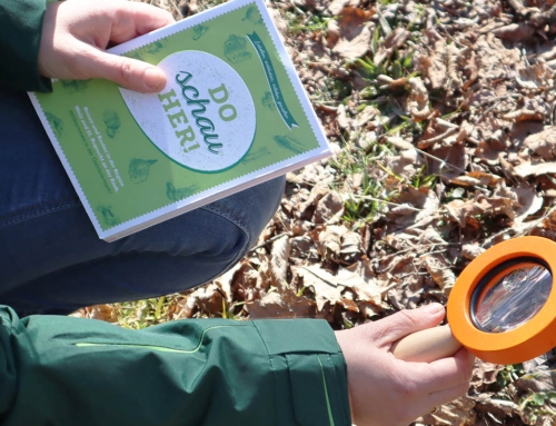 Klassenfahrten / Projekttage