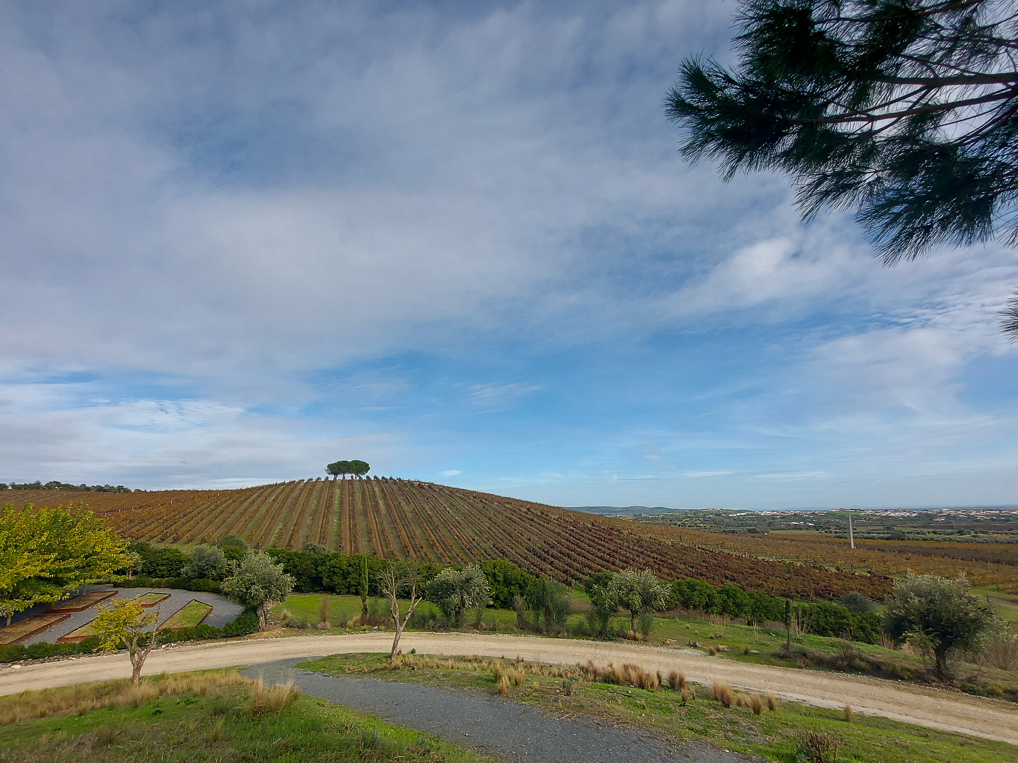 Weinberg in Vidigueira