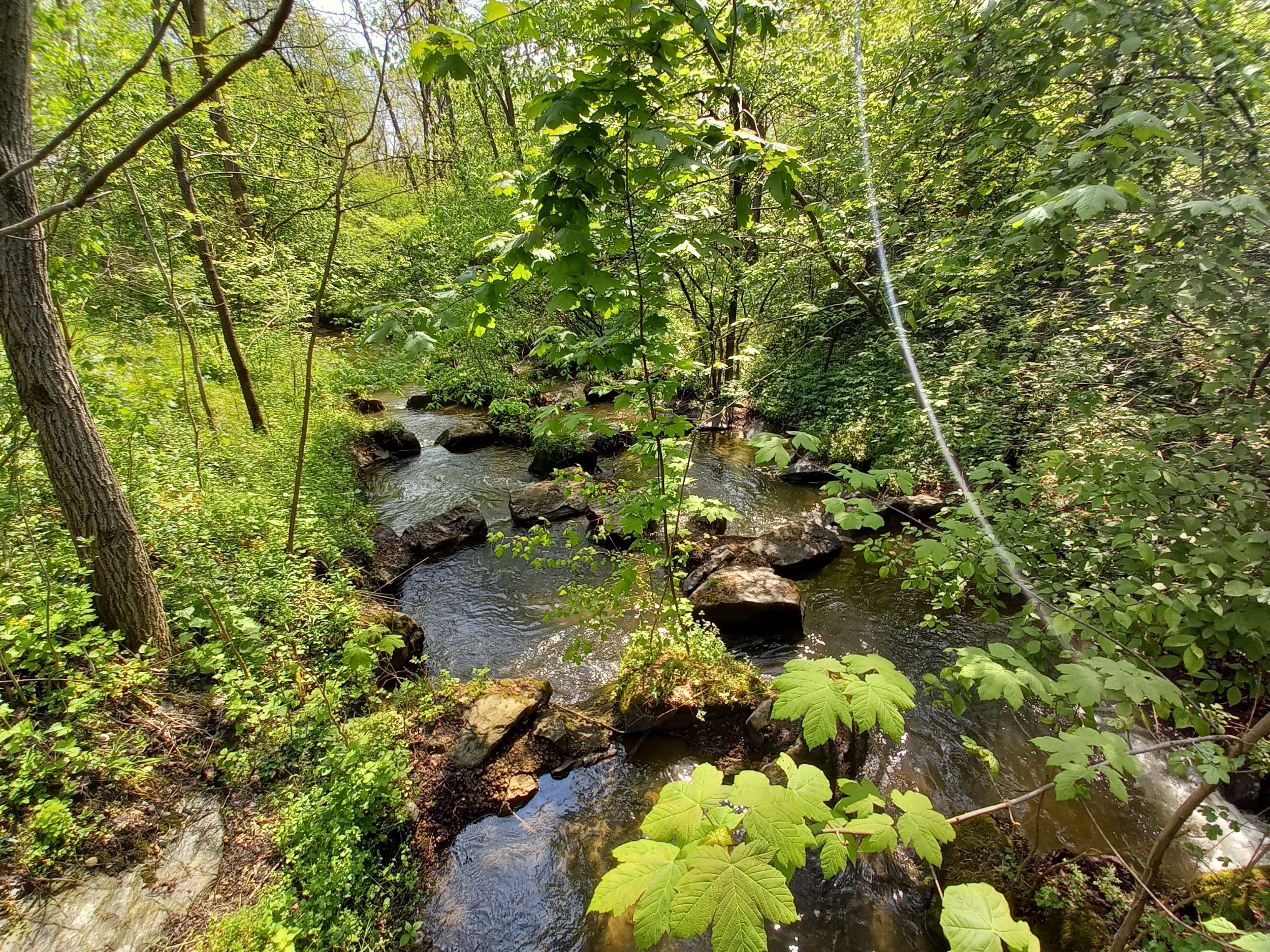 Ein Bach fließt durch tief grünen Wald. Im Bachbett liegen mit Moos bewachsene Steine.