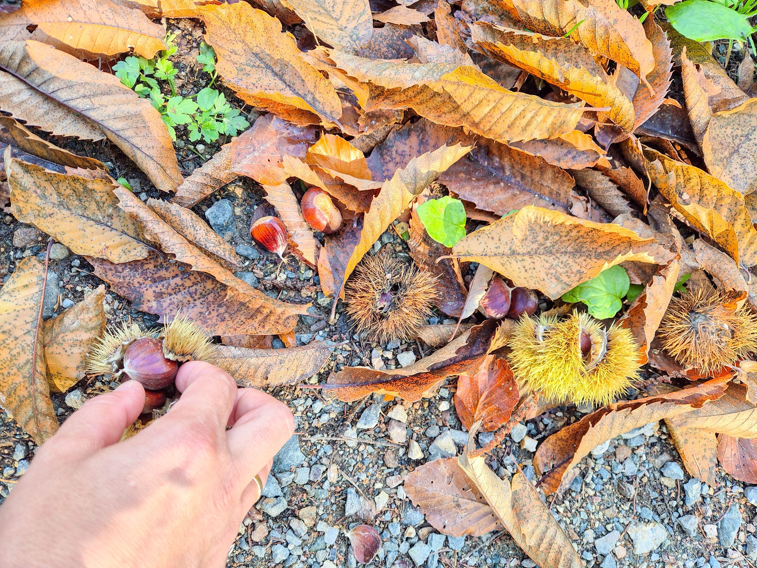 Wandern am Grenzpanoramaweg Am Boden liegen offene Hüllen von Edelkastanien. Eine Hand greift nach den Kastanien.