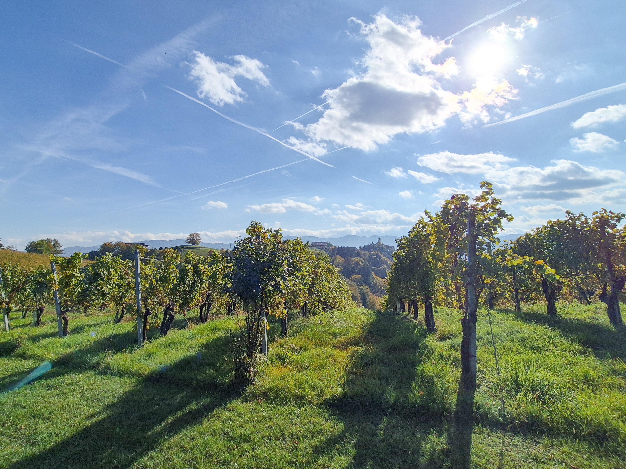 Wandern am Grenzpanoramaweg Im Sonnenlicht liegen Weinzeilen
